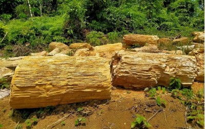 Petrified Wood Raw Material | Fossil Wood Raw Material